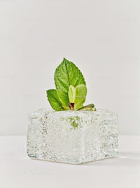Fresh green mint leaves frozen inside ice cube
