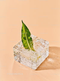Green Leaf Embedded in Clear Square Ice Cube