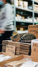 Tabby Cat Sleeping Peacefully on Cardboard Boxes