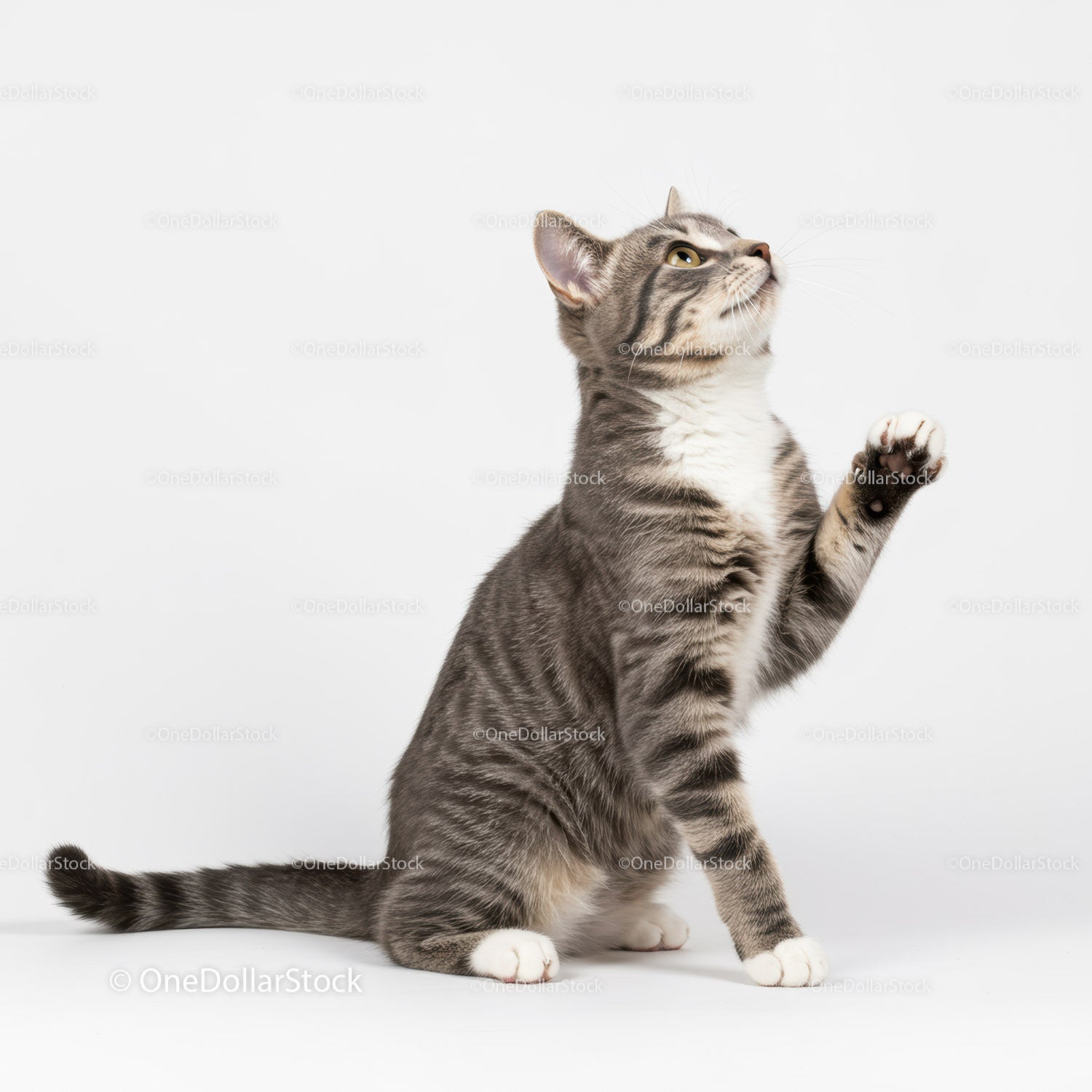 Curious tabby cat raising paw on white background