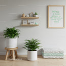 Indoor Green Potted Plants for Modern Minimalist Home Decor