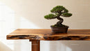 Elegant bonsai tree on natural wooden table surface