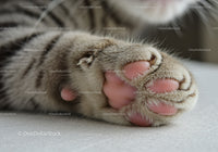 Close-up of a cat's pink paw pads resting gently
