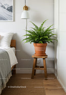 Lush Fern in Terracotta Pot on Wooden Stool in Modern Bedroom