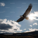 Majestic Bald Eagle In Flight Against Blue Sky with Clouds