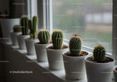Collection of Green Cacti and Succulents on Windowsill For Indoor Decor