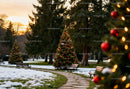 Park Pathway with Decorated Christmas Trees at Sunset