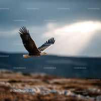 Sea Eagle Soaring Over Ocean with Sky Clouds in Dramatic Flight