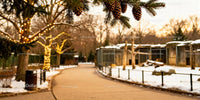 Winter Walkway with Pine Cones and Festive Lights