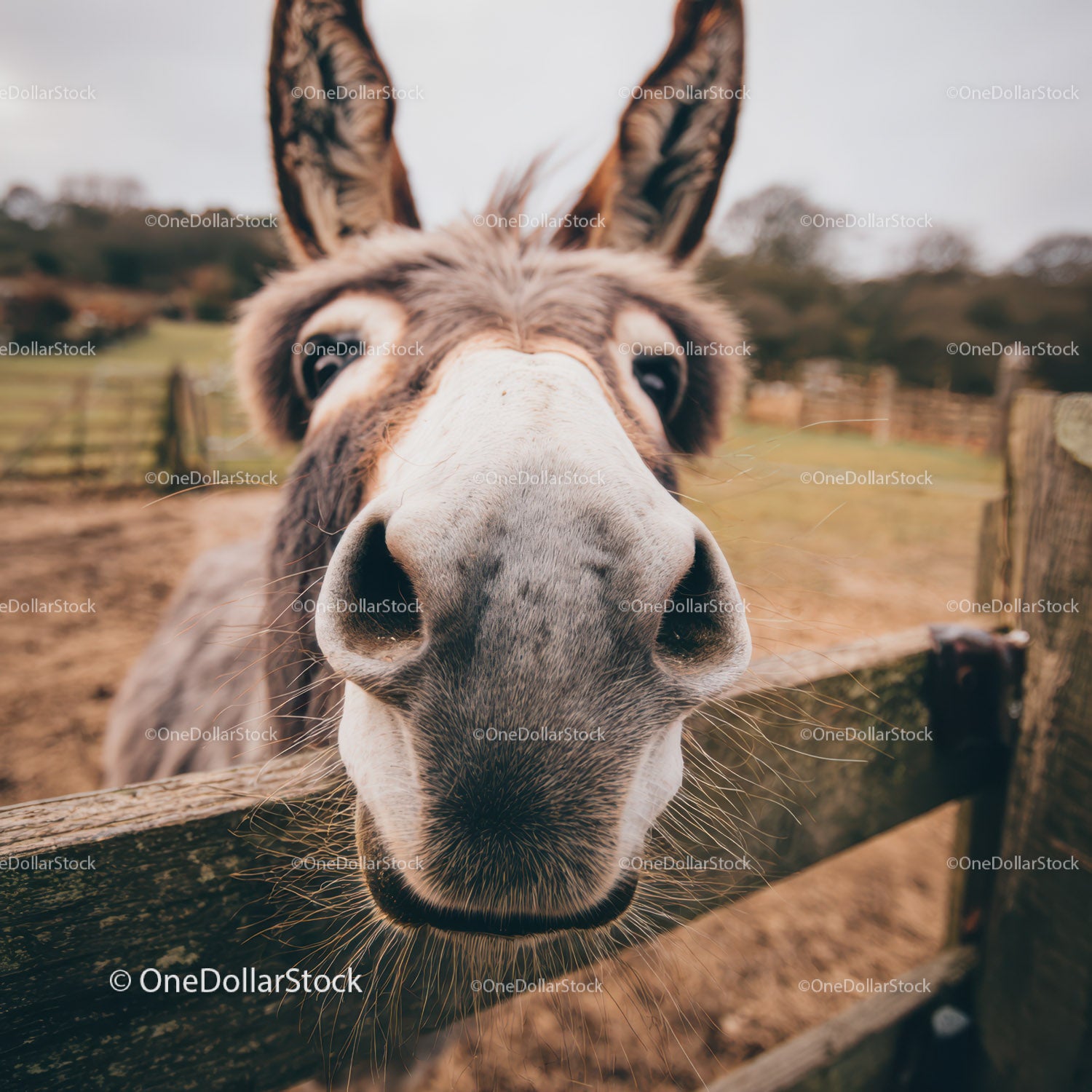 Close-up of a Brown and White Donkey on a Farm