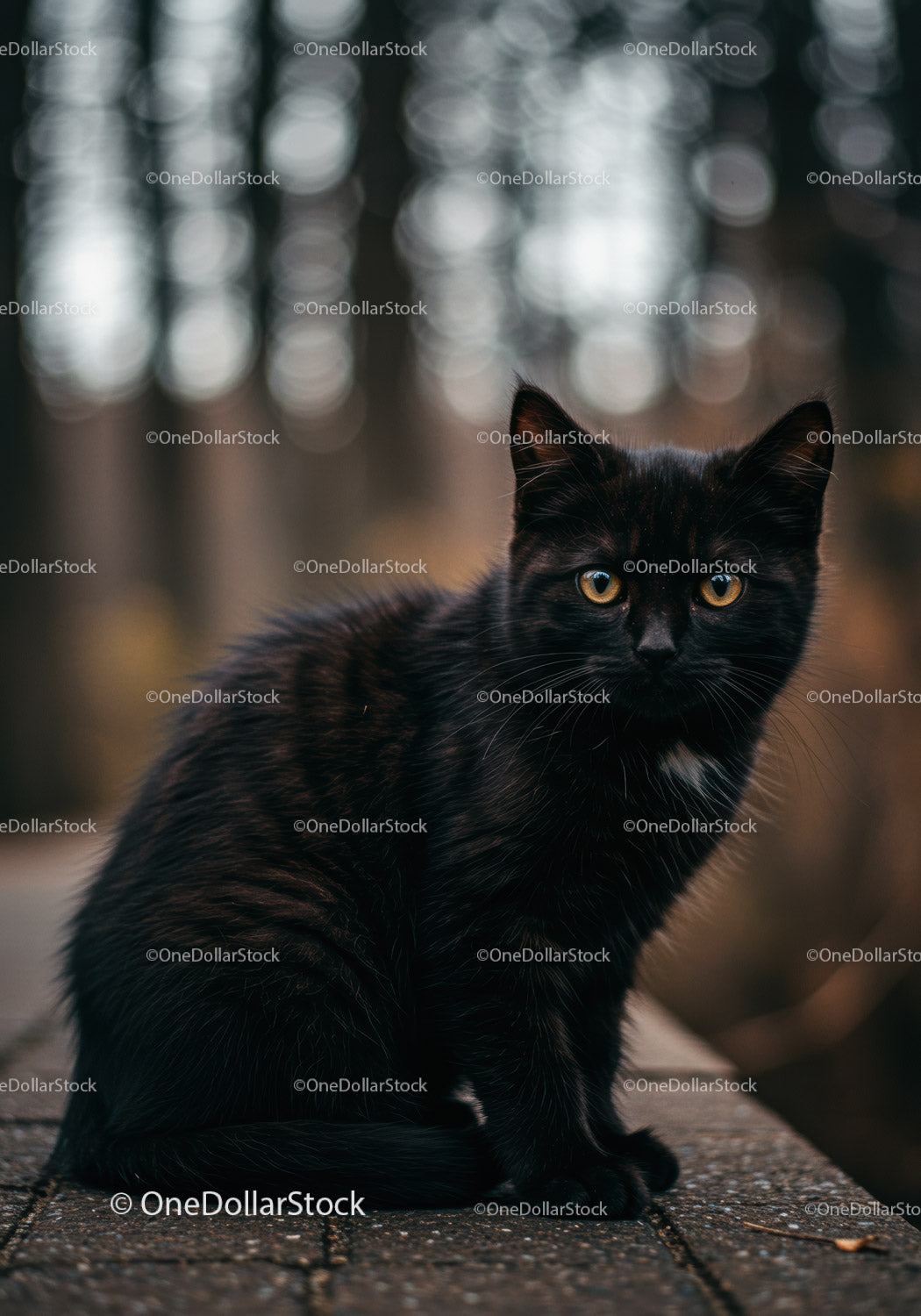 Black cat with bright eyes sitting outdoors on stone