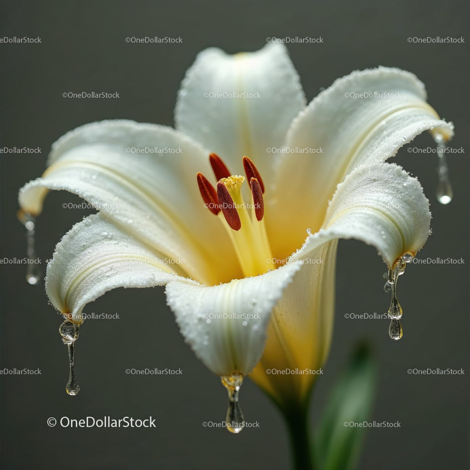Close-up of a White Lily Flower with Dew Drops and Soft Focus