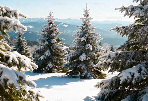 Snow-Covered Pine Trees with Red Berries in Mountain Landscape