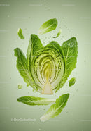 Fresh Romaine Lettuce Leaves Floating in Water