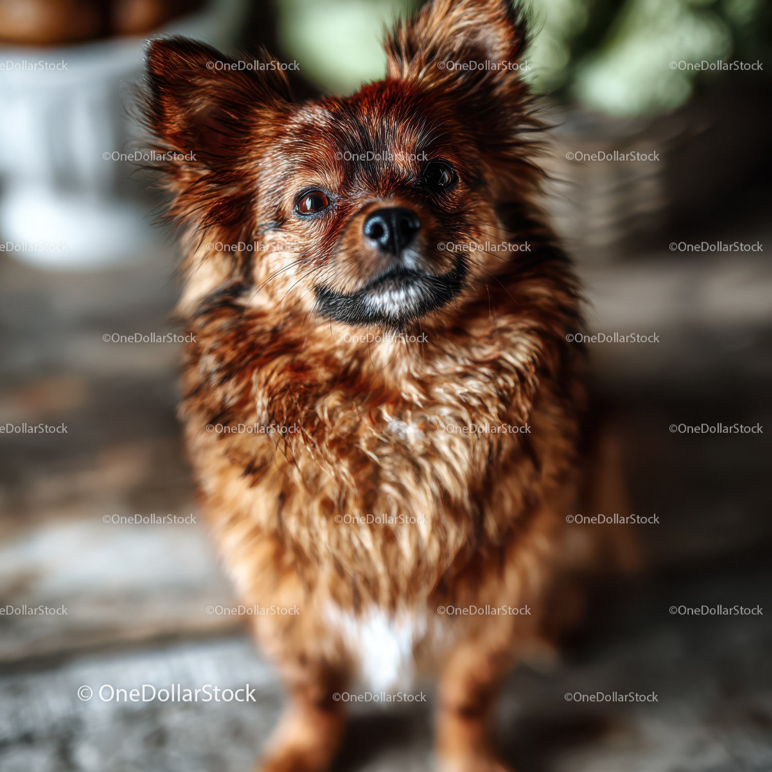 Adorable Small Fluffy Dog in a Playful Pose Outdoors