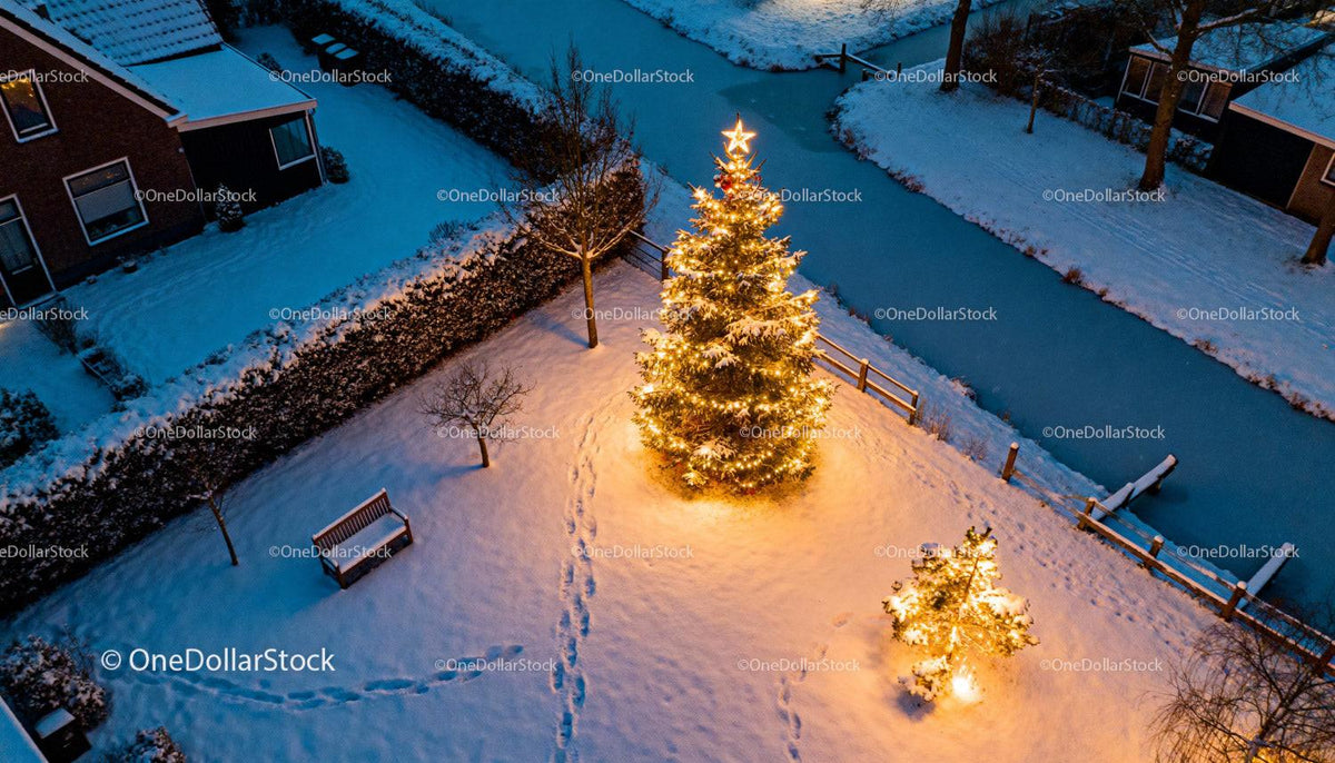 Christmas Trees Illuminated in Snowy Winter Garden