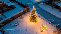 Christmas Trees Illuminated in Snowy Winter Garden