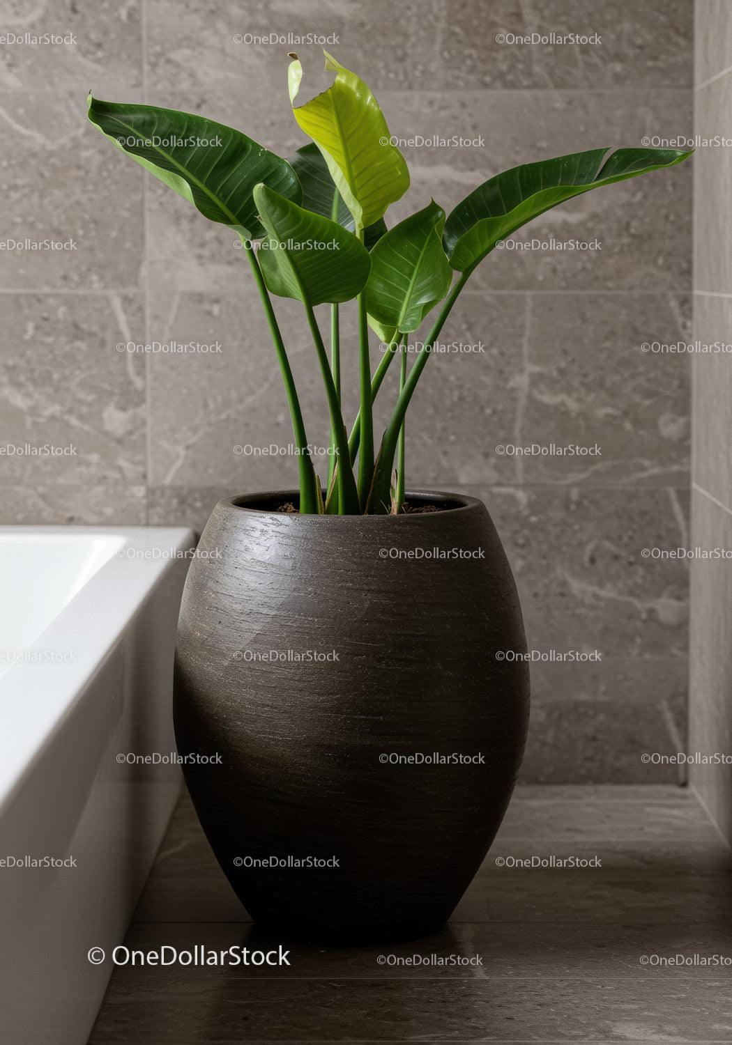 Large Green Foliage Houseplant in Chic Pot for Modern Interior Decor