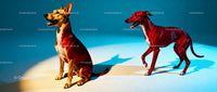Two attentive dogs posing under vibrant studio lights