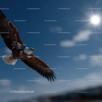 Majestic Bald Eagle in Flight Over Bright Blue Sky