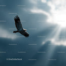 Majestic Eagle in Flight Against Dramatic Sky Background
