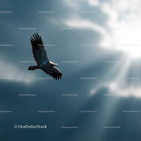 Majestic Eagle in Flight Against Dramatic Sky Background