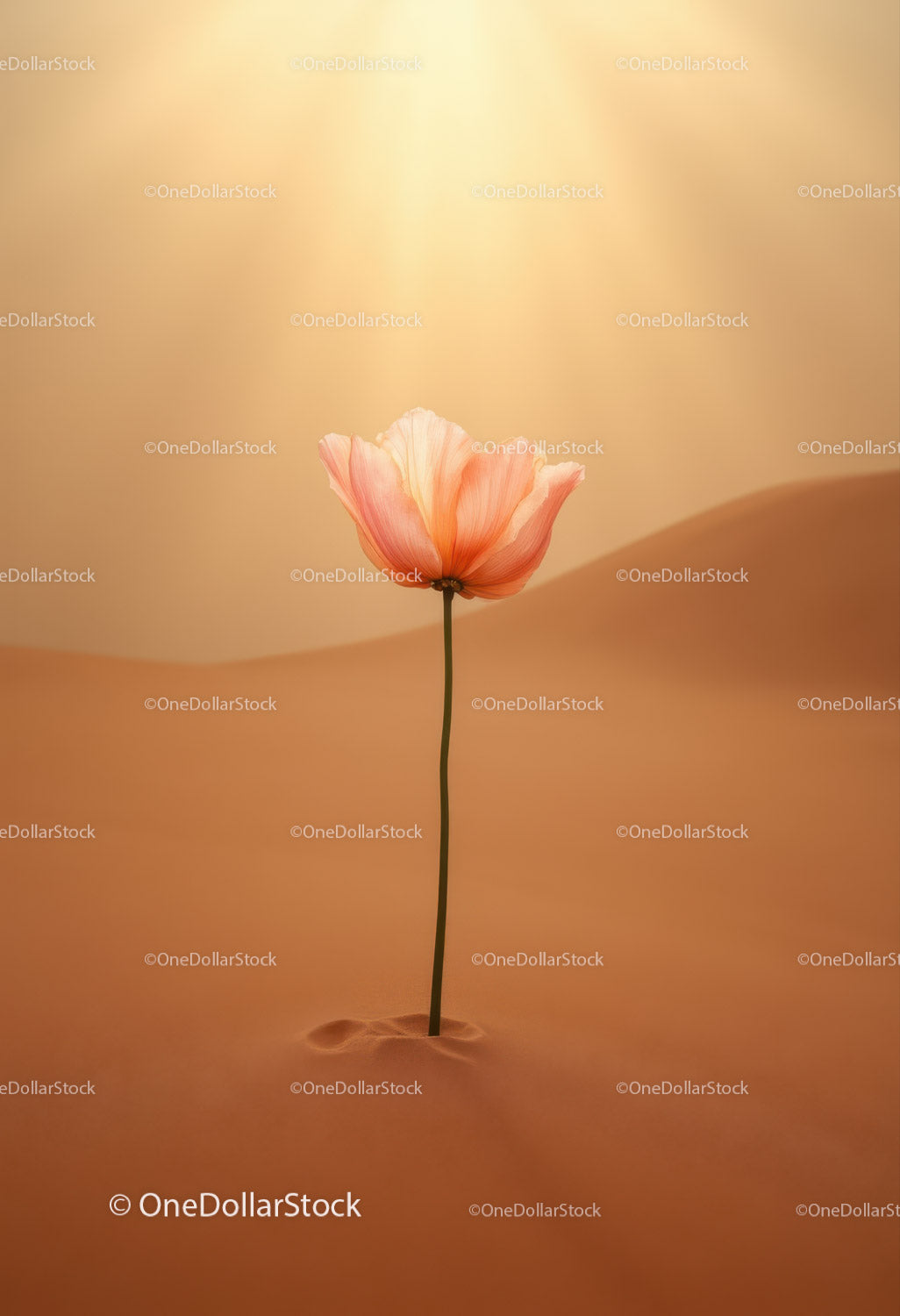 Delicate flower blossoming alone in soft desert sands