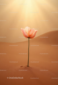 Delicate flower blossoming alone in soft desert sands