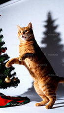 Curious ginger cat reaching for Christmas tree ornaments