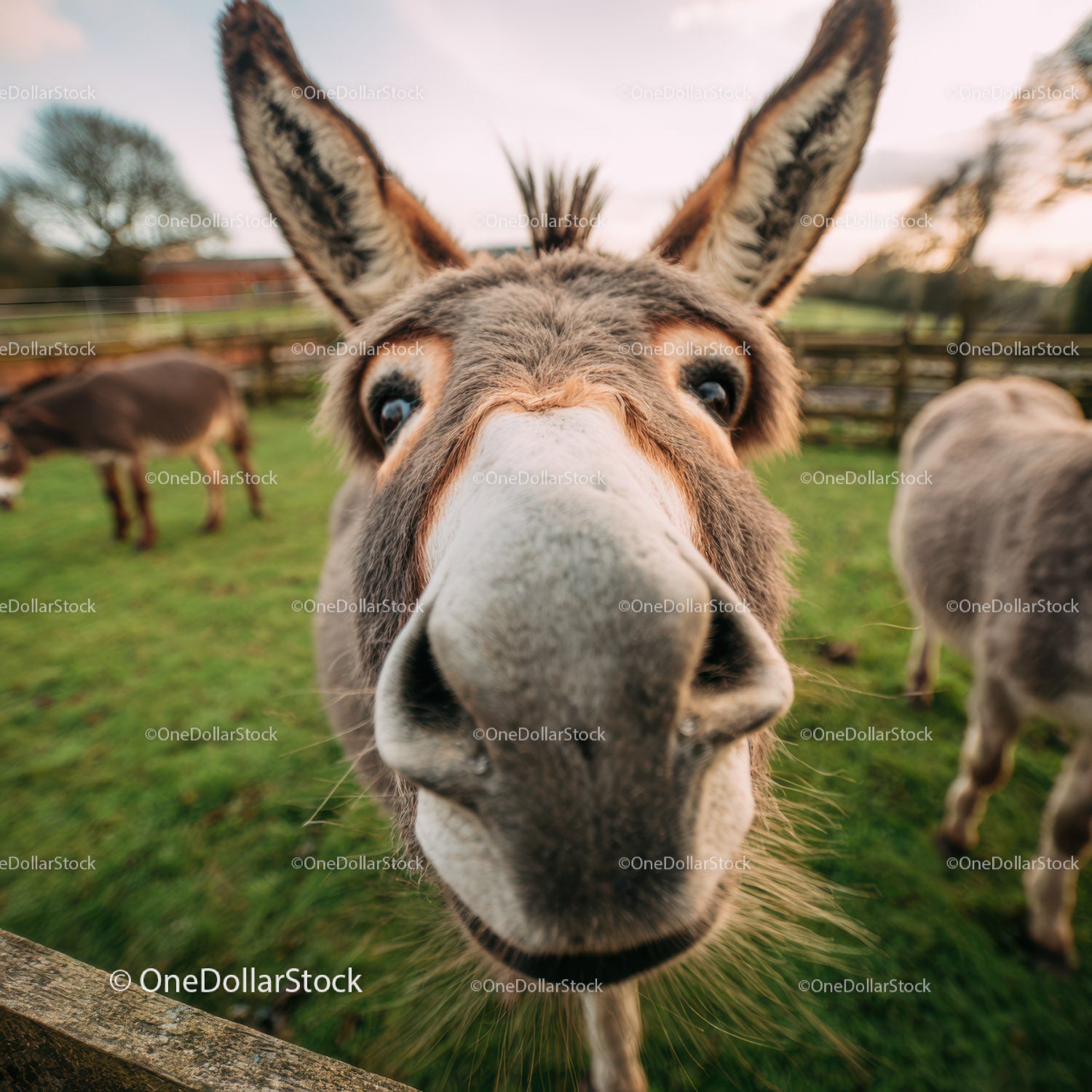 Close-Up of Donkey Face in a Green Farm Field with Pastoral Atmosphere