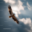 Majestic Eagle Soaring Against a Dramatic Sky