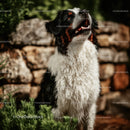 Bernese Mountain Dog with Wet Fur Outdoors in Green Garden
