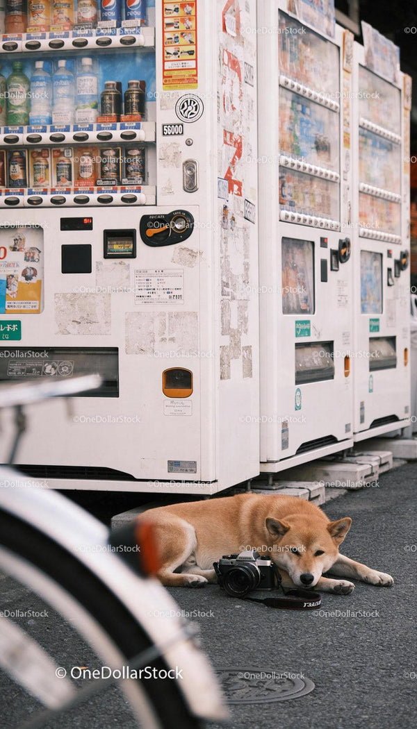 Shiba Inu odpoczywający obok vintage automatów na miejskiej ulicy