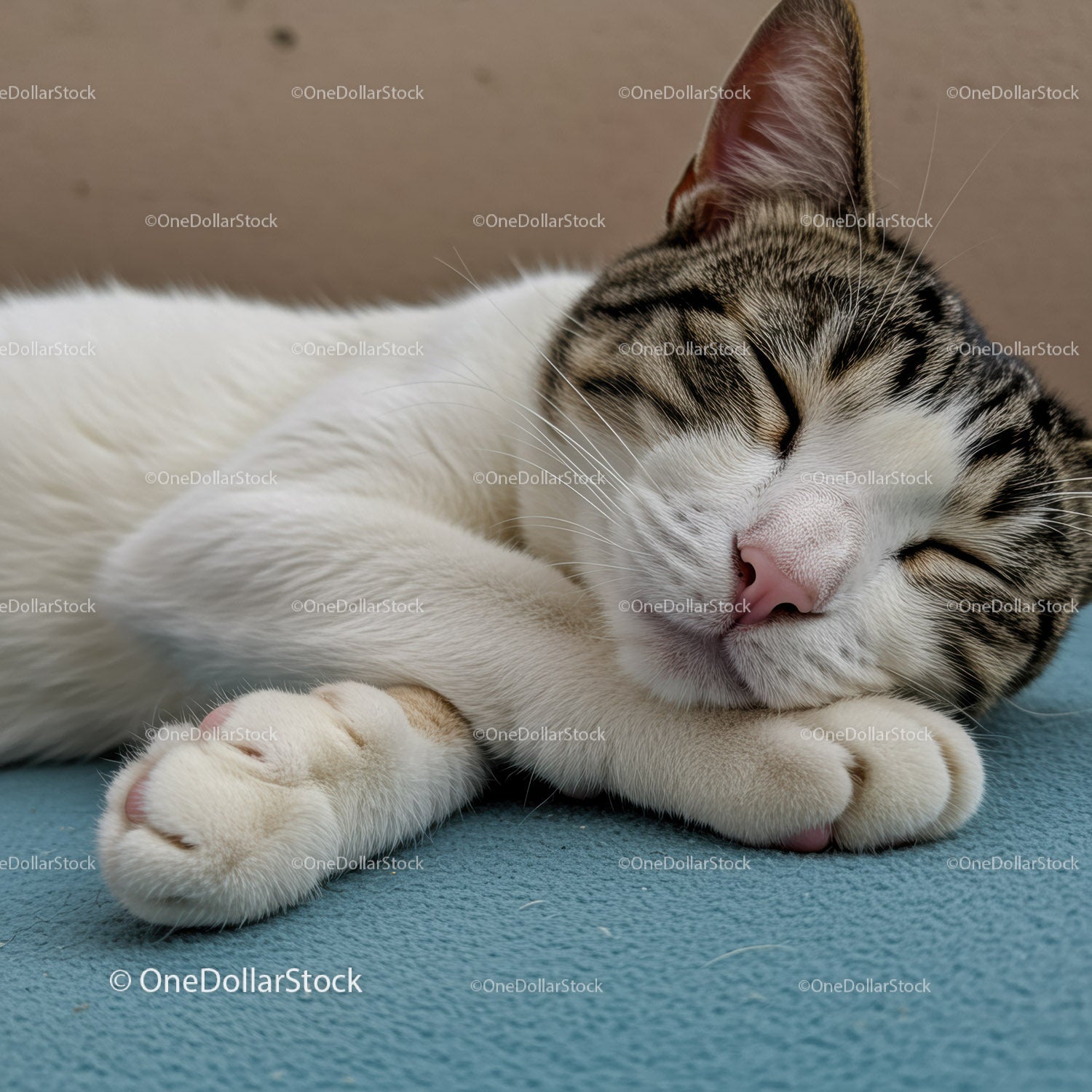 Sleeping tabby cat resting on soft blue surface