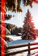 Snowy pine trees and rustic barn on a bright winter day