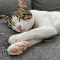 Sleeping tabby cat resting peacefully on gray blanket