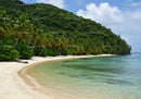 Tropical Beach with Palm Trees and Clear Blue Water