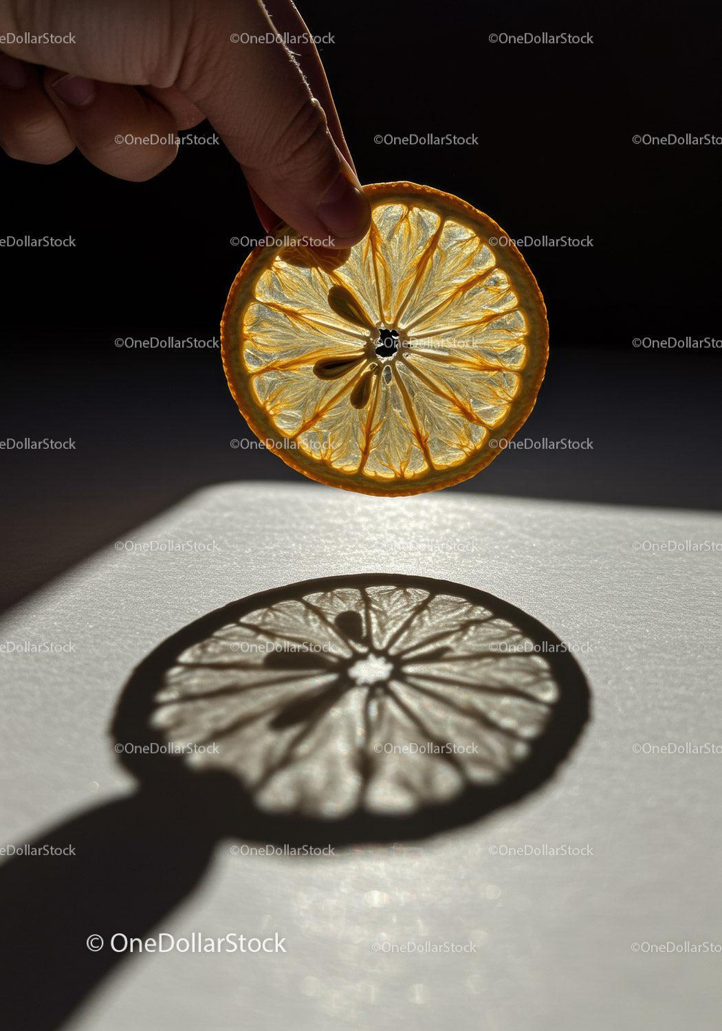 Hand Holding Thin Slice of Dried Orange with Shadow