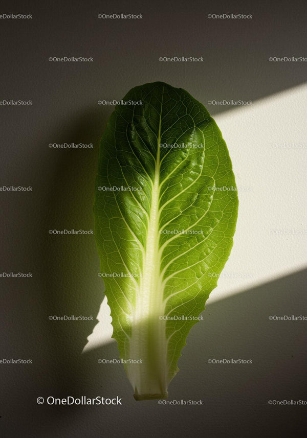 Fresh green lettuce leaf illuminated by natural light