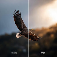Before and after Wildlife LUT Pack effect