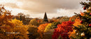 Autumn landscape with decorated Christmas tree in forest