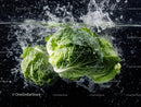 Fresh Green Cabbage for Healthy Cooking and Salads