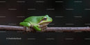 Close-up of a Green Frog Sitting on a Tree Branch in Nature