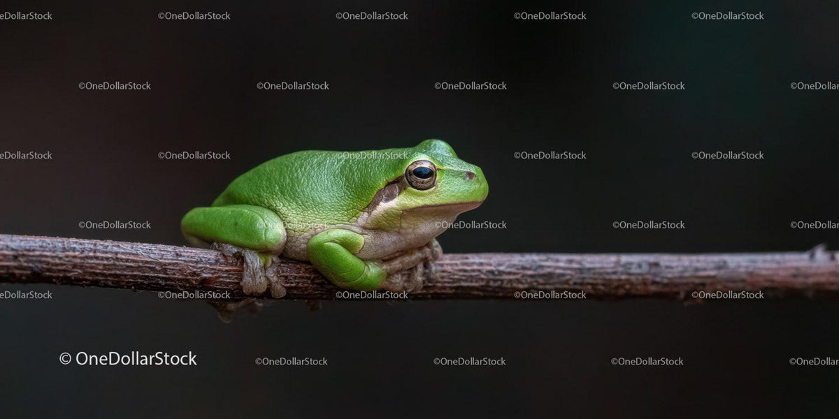 Close-up of a Green Frog Sitting on a Tree Branch in Nature