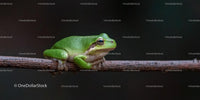 Close-up of a Green Frog Sitting on a Tree Branch in Nature