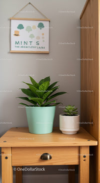 Indoor Houseplants in Decorative Pots on Wooden Table with Wall Art