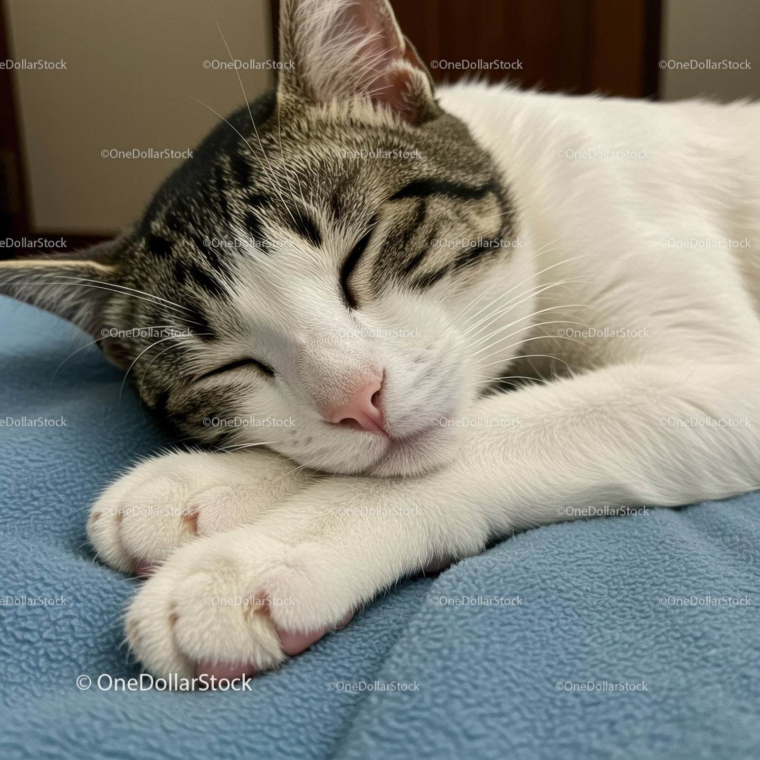 Peaceful tabby cat sleeping on soft blue blanket