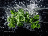 Fresh Green Basil Leaves submerged in Water with Splash