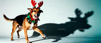 Happy dog in festive reindeer costume walking indoors