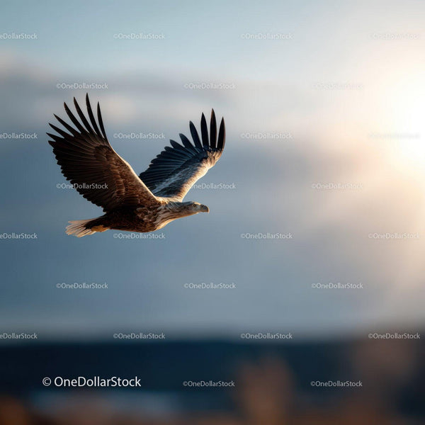 Majestic Brown Eagle Soaring in Clear Blue Sky at Dawn